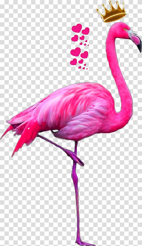 Bird Greater flamingo Drawing American flamingo, Bird transparent background PNG clipart