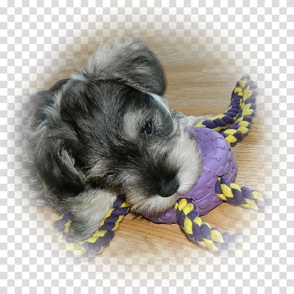 Miniature Schnauzer Schnoodle Morkie Havanese dog Little lion dog, puppy transparent background PNG clipart
