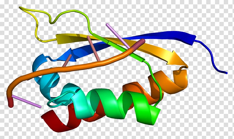 HNRPK Protein Data Bank CBLB Heterogeneous ribonucleoprotein particle, others transparent background PNG clipart