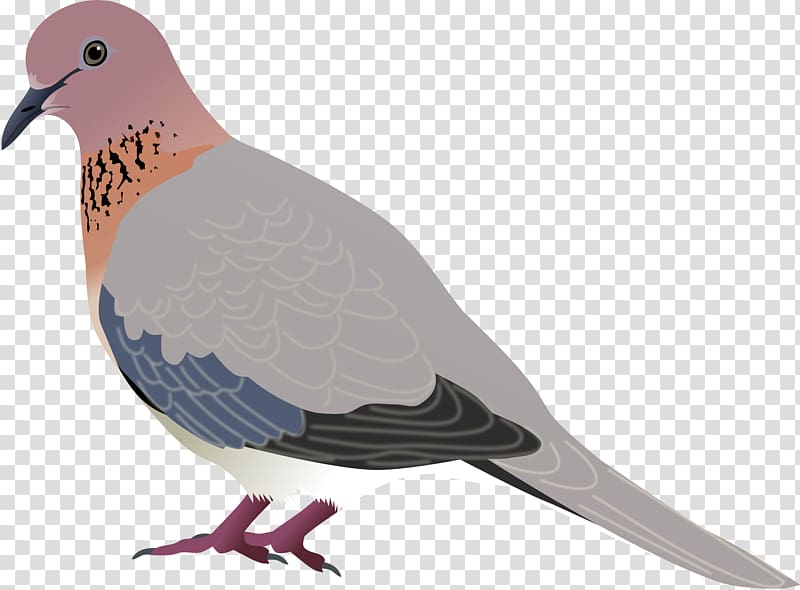 Bird Laughing dove Mourning dove Eurasian Collared Dove , DOVE transparent background PNG clipart