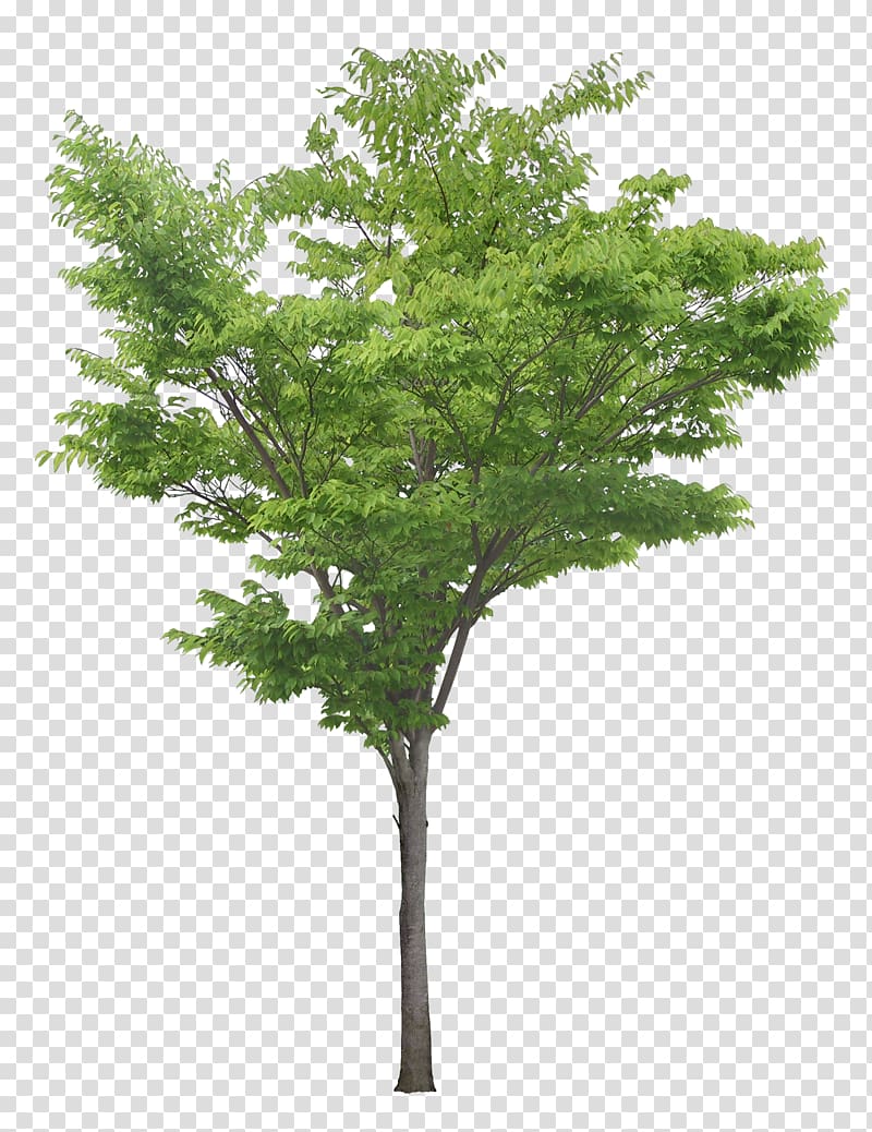 green and brown tree art, Populus nigra Tree , Luxuriant trees transparent background PNG clipart