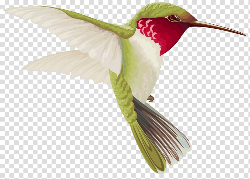 green and red bird illustration, Hummingbird , Humming Bird transparent background PNG clipart