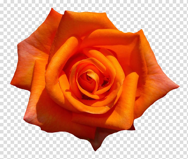 orange rose art, Garden roses Flower, Orange Rose Flower Top View transparent background PNG clipart
