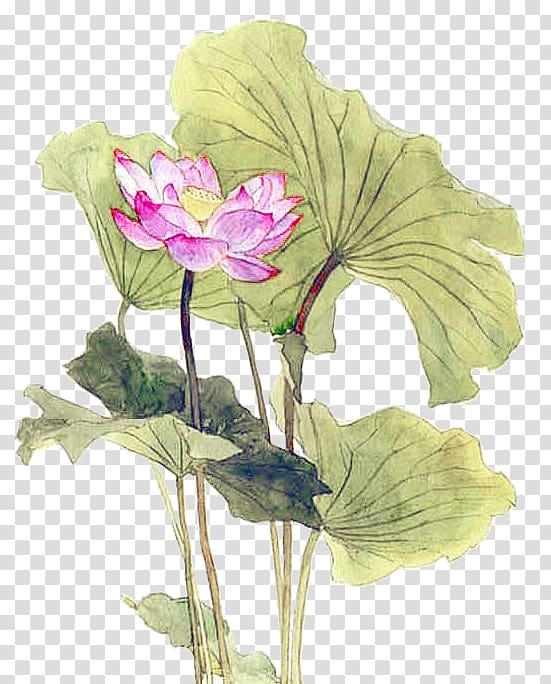 Nelumbo nucifera Leaf Lotus effect, Hand-painted lotus lotus transparent background PNG clipart