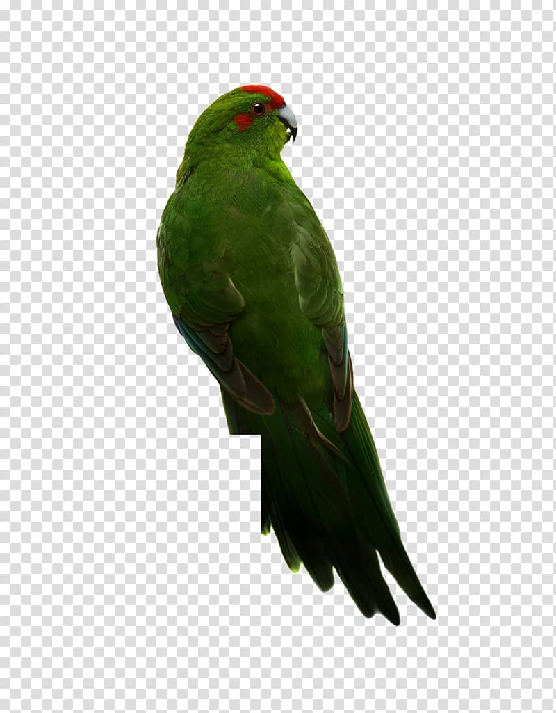 Budgerigar True parrot Bird Red-crowned Parakeet, Red-headed parrot green back transparent background PNG clipart