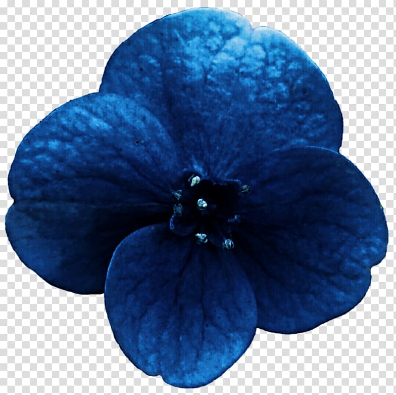 Midnight blue Cobalt blue Turquoise Hydrangea, hydrangea transparent background PNG clipart