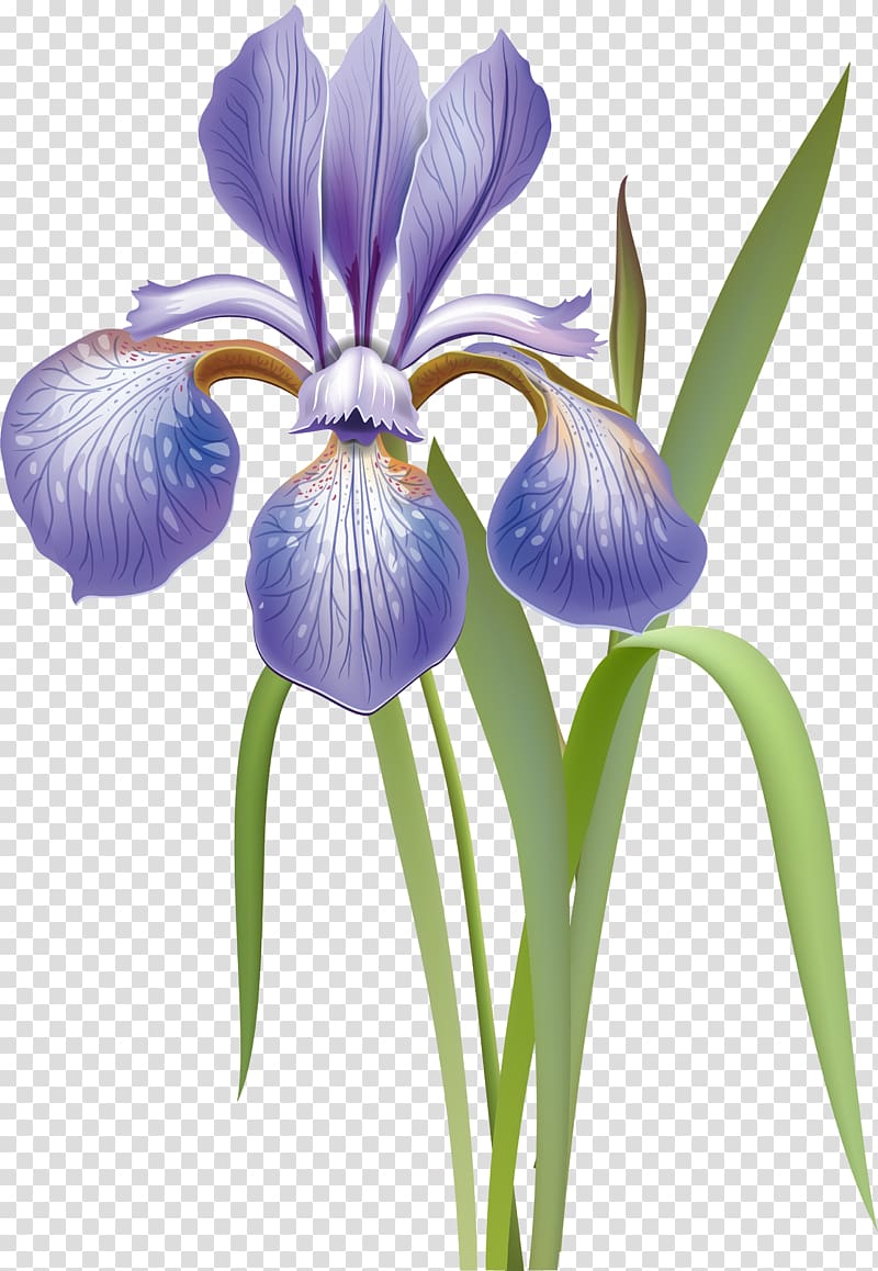 Iris versicolor Flower Orris root, flower transparent background PNG clipart