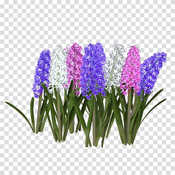 Violet Flower Diary , hyacinth transparent background PNG clipart