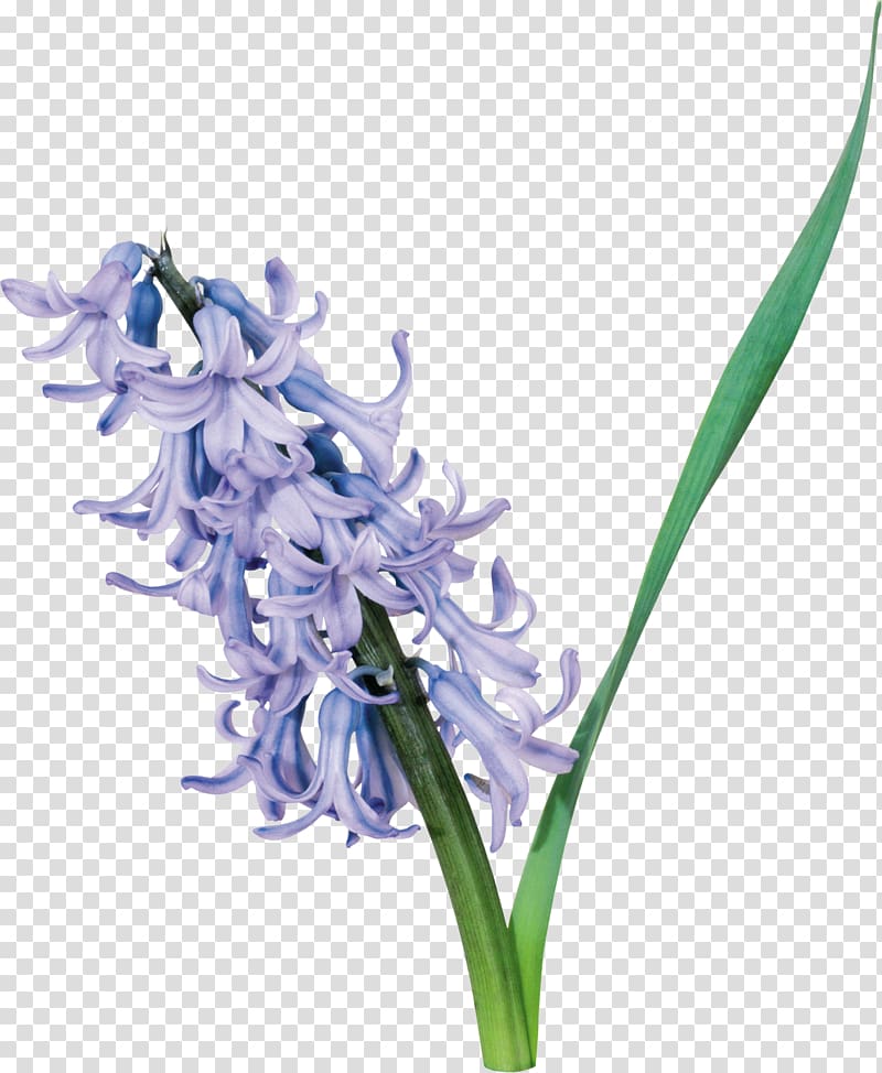 Cut flowers Hyacinth , purple flower transparent background PNG clipart