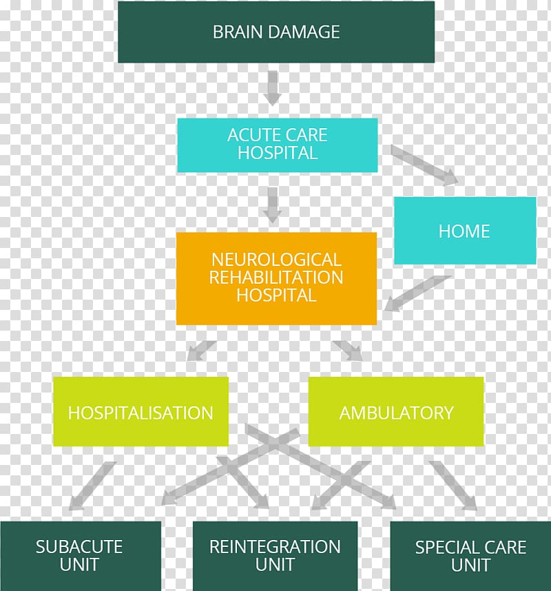 Brain damage Physical medicine and rehabilitation Hospital Neurology, brain transparent background PNG clipart