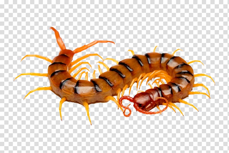 centipede hd clips transparent background PNG clipart