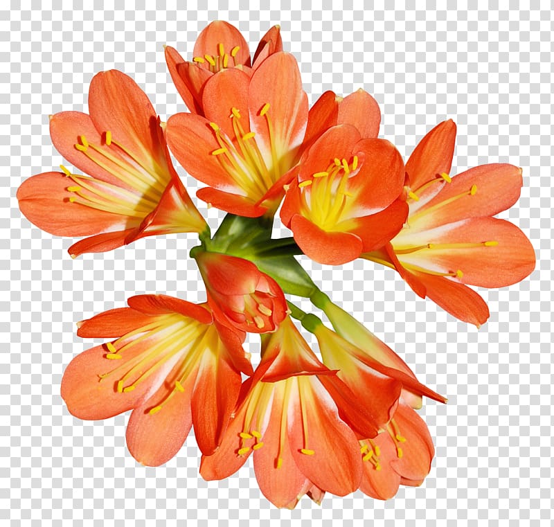 Orange Lily of the Incas Flower , flowers flowers transparent background PNG clipart