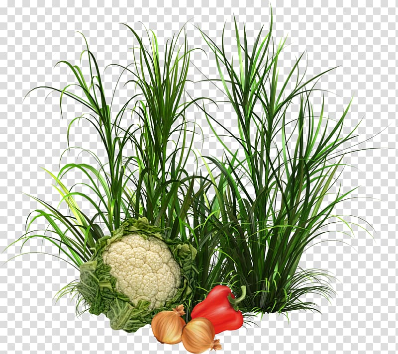 Herb Paper , Musk Grass transparent background PNG clipart