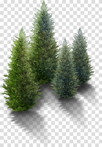 Desktop Fir High-definition television Mediterranean cypress Tree, tree transparent background PNG clipart