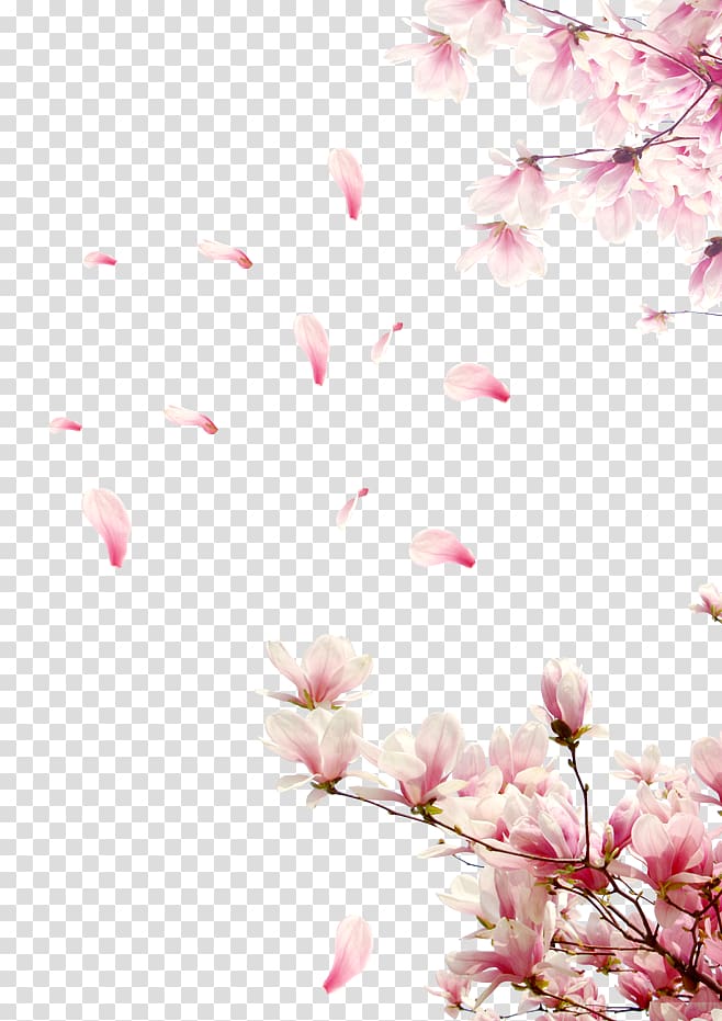Cherry blossom , cherry blossom transparent background PNG clipart
