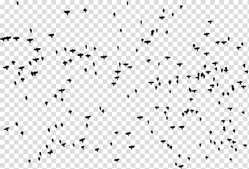 Bird Flock , Bird transparent background PNG clipart