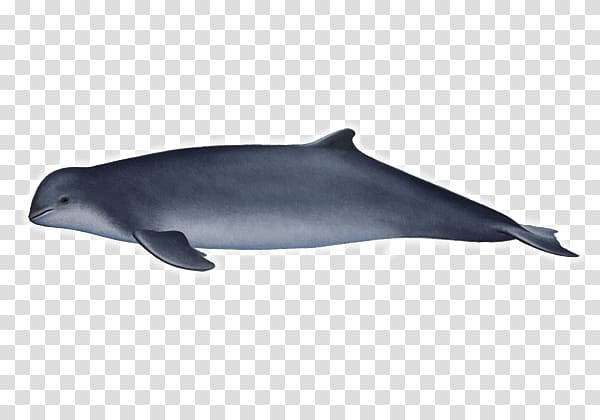Common bottlenose dolphin Tucuxi Rough-toothed dolphin Short-beaked common dolphin Wholphin, Irrawaddy Dolphin transparent background PNG clipart