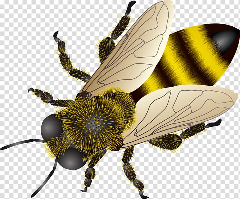 European dark bee Insect , bee transparent background PNG clipart