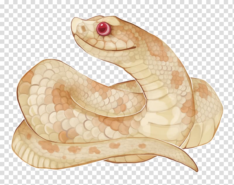 Rattlesnake Boa constrictor August 17 Vipers, Hognose Snake transparent background PNG clipart