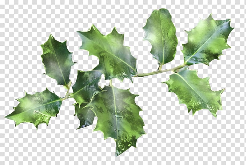 Common holly Ilex crenata Tree Plant Magnolia, HOLLY transparent background PNG clipart