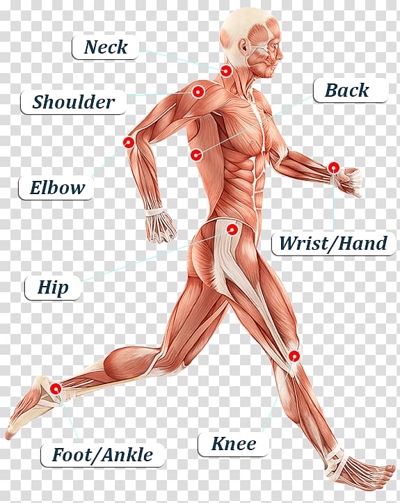 Iliotibial band syndrome Iliotibial tract Tensor fasciae latae muscle Fascia lata Human body, germ cell body transparent background PNG clipart