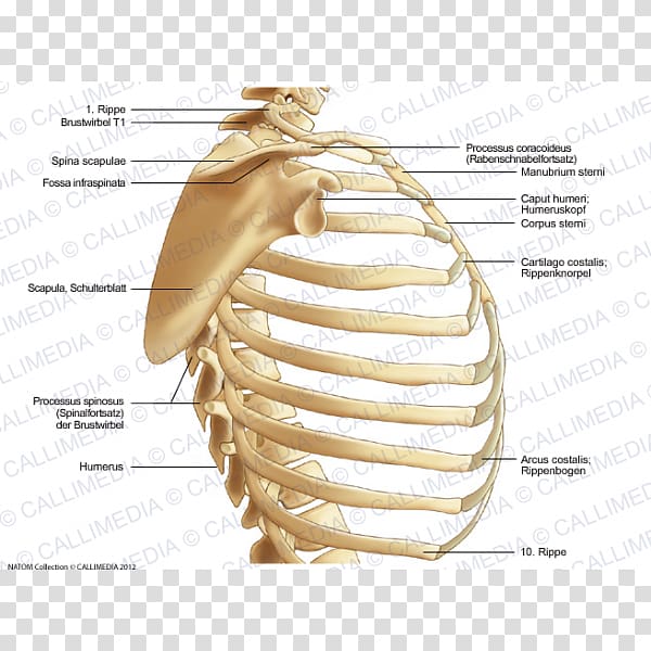 Thorax Bone Head and neck anatomy Human body, Skeleton transparent background PNG clipart