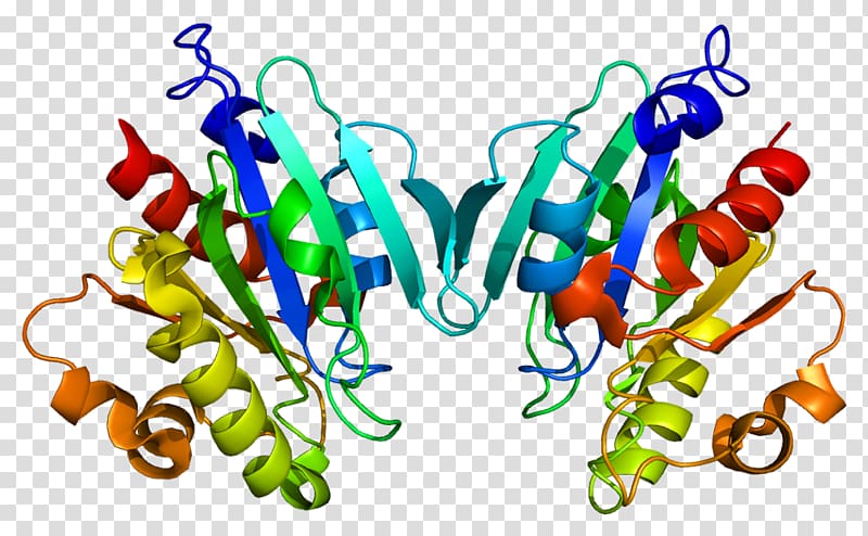 ADP ribosylation factor Protein Data Bank ARF4 ARF5, others transparent background PNG clipart