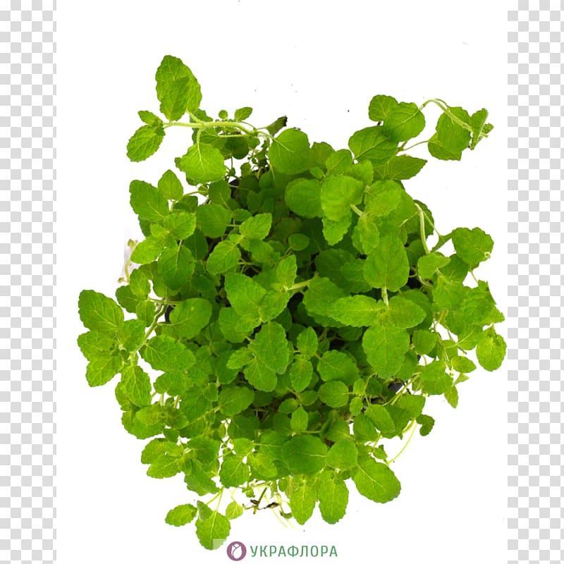 Leaf Herb Annual plant Shamrock Centella asiatica, Leaf transparent background PNG clipart