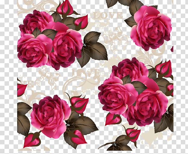 red rose illustration, Flower Rose Purple Pink, Rose transparent background PNG clipart