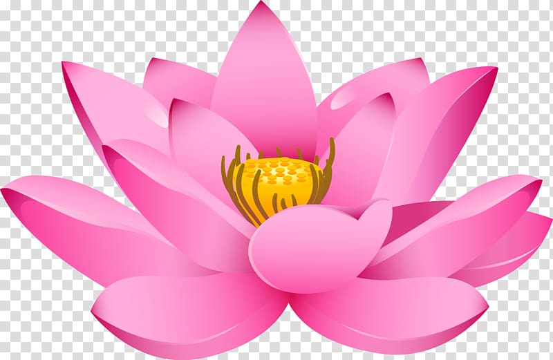 pink lotus flower , Nelumbo nucifera Drawing Padma, painted pink lotus transparent background PNG clipart