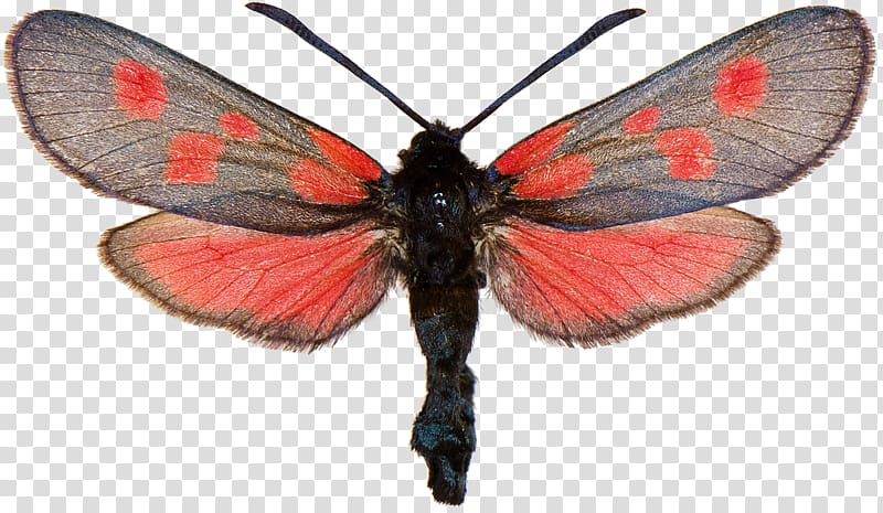 Gossamer-winged butterflies Brush-footed butterflies Silkworm Six-spot burnet Narrow-bordered five-spot burnet, butterfly transparent background PNG clipart