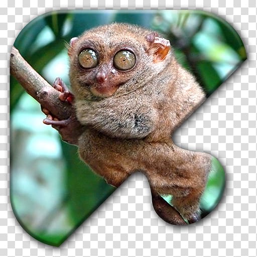Monkey Pygmy slow loris 21 Strange Animals That Live in the Desert: Extraordinary Animal & Facinating Fun Facts for Kids Primate Spectral tarsier, monkey transparent background PNG clipart