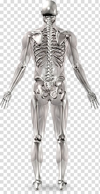 Human skeleton Joint Anatomy Human body, human bones transparent background PNG clipart