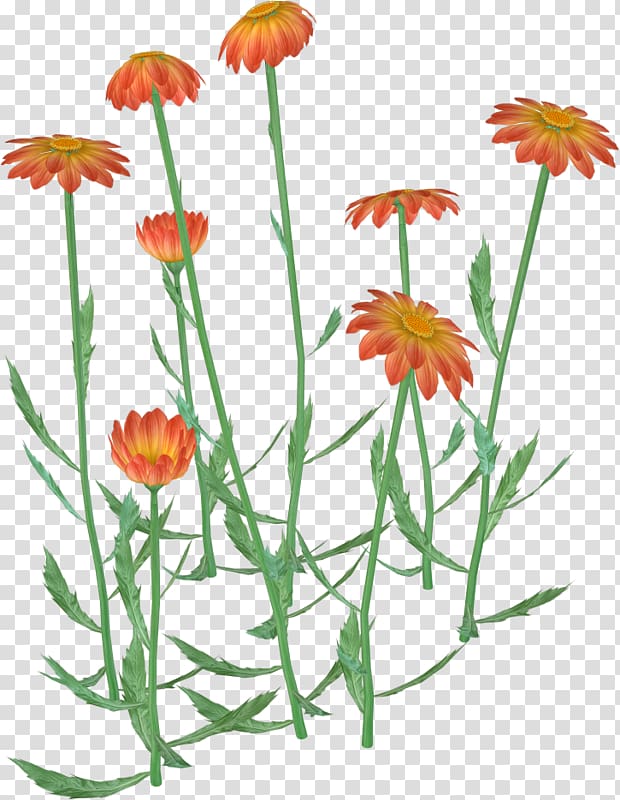 Flower , Hand-painted wild chrysanthemum transparent background PNG clipart