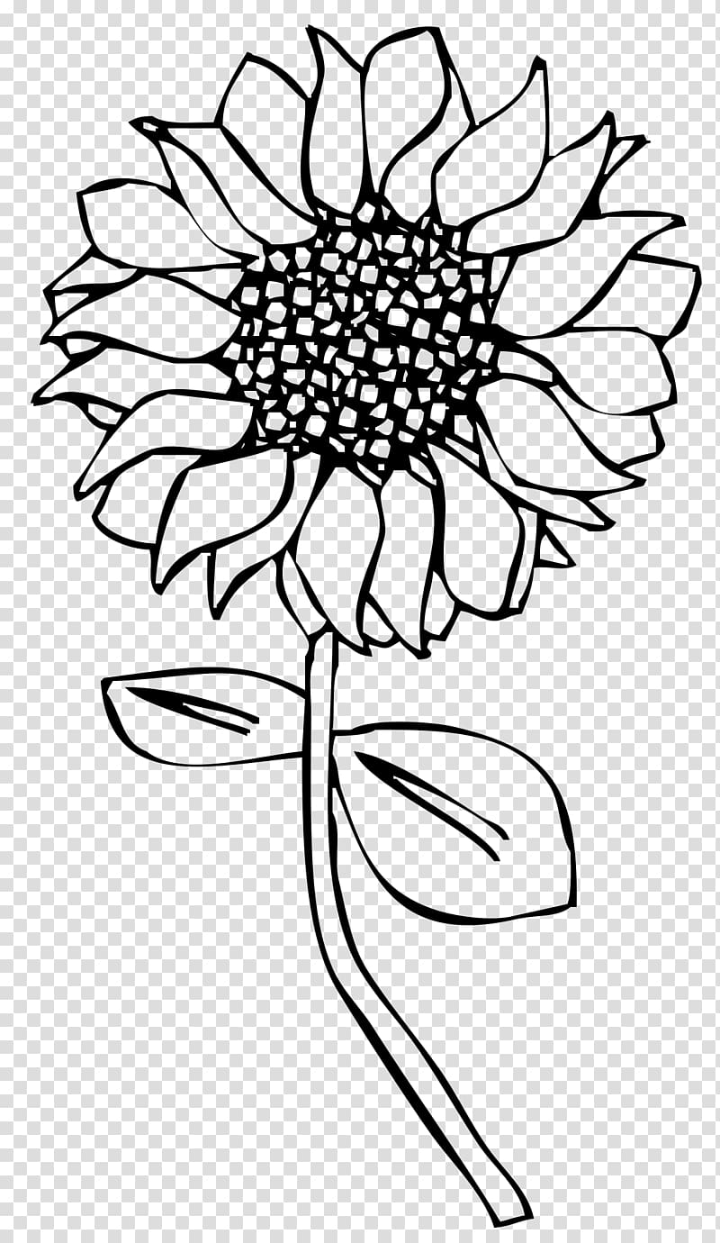 Line art Drawing Common sunflower, sunflower transparent background PNG clipart