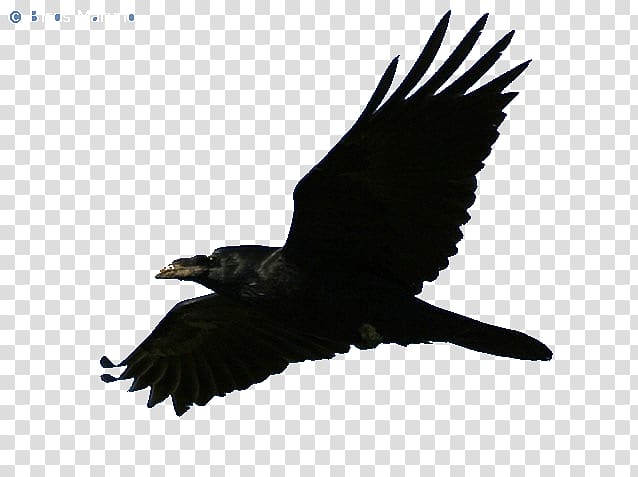 American crow Rook Common raven Bald Eagle, others transparent background PNG clipart