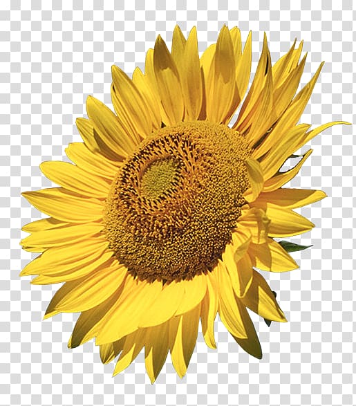 sunflower, Common sunflower , Sunflower transparent background PNG clipart