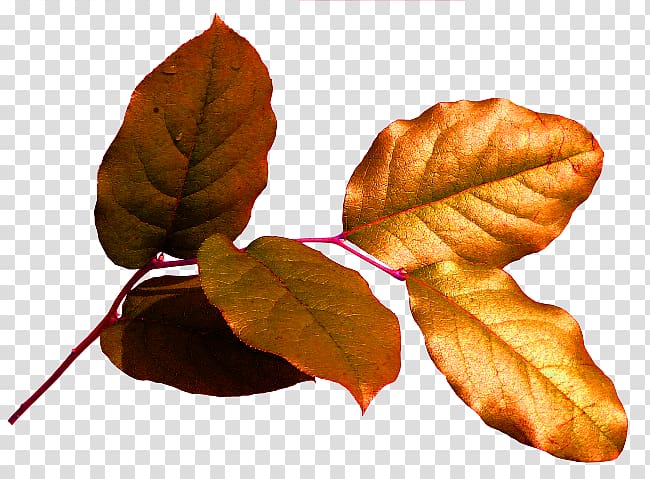 Chișinău Leaf Осенние листья Deciduous , Leaf transparent background PNG clipart