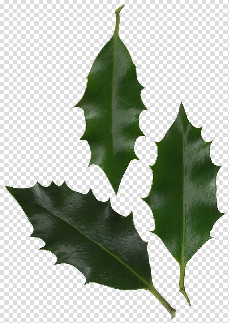 Leaf Common holly Plant Tree Information, foliage transparent background PNG clipart