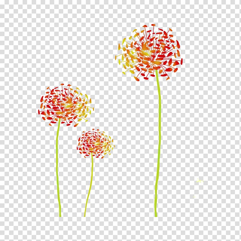 Dandelion coffee Tutorial, Dandelion transparent background PNG clipart