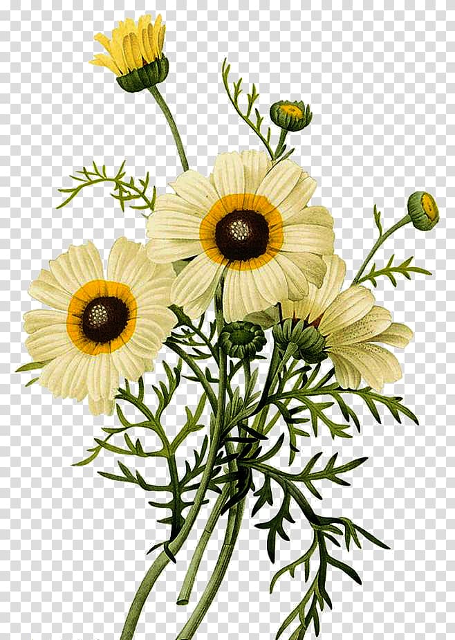 white-and-yellow petaled flowers illustration, Common daisy Botanical illustration Chrysanthemum Illustration, Small chrysanthemum bouquets transparent background PNG clipart