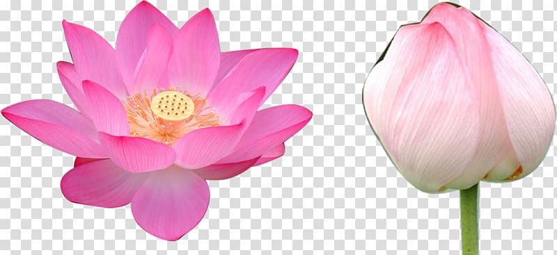 Nelumbo nucifera Volga Delta Flower Falun Gong Rulaizong, Two lotus transparent background PNG clipart
