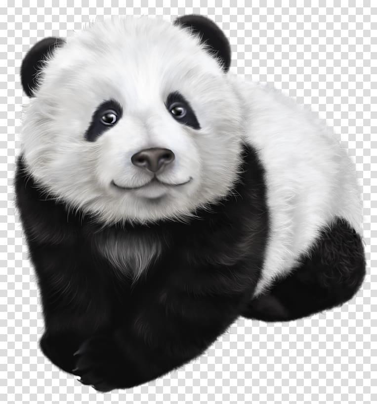 Giant panda Red panda Bear Koala, panda transparent background PNG clipart