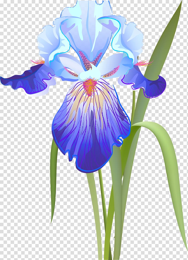 Orris root Iris versicolor Iris flower data set , flower transparent background PNG clipart