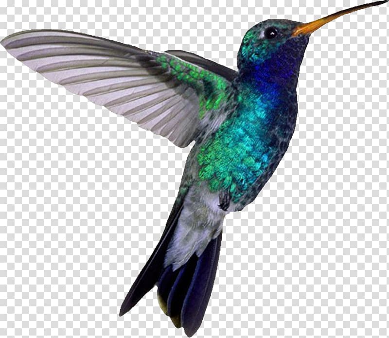 hummingbird transparent background PNG clipart