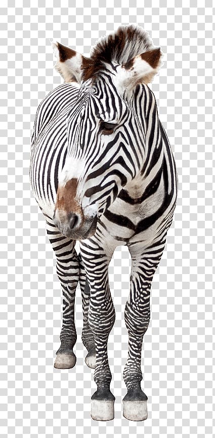 zebra transparent background PNG clipart