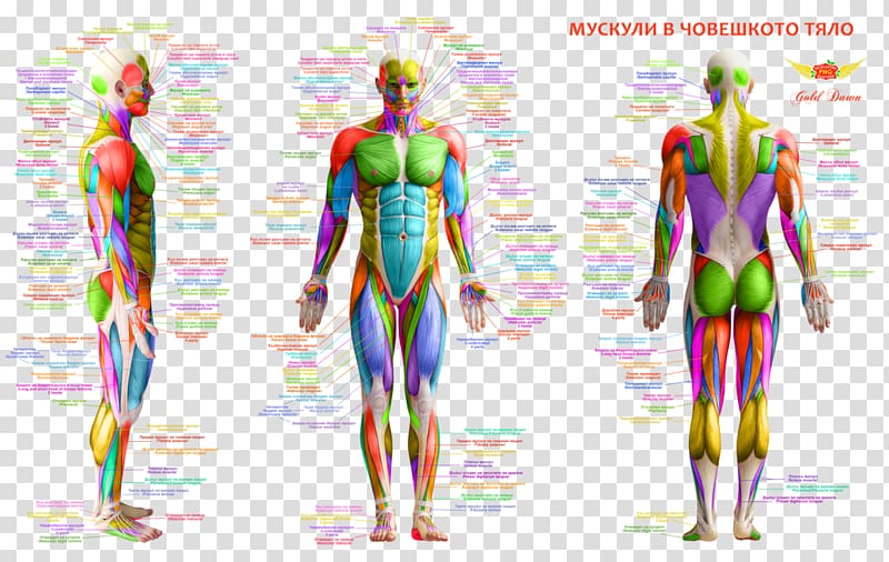 Muscle Human body Human back Human anatomy, human body transparent background PNG clipart
