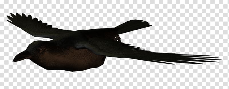 Crows Bird Flight Swallow, crow transparent background PNG clipart