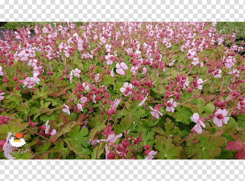 Groundcover Lawn Flowering plant Annual plant Shrub, Geranium Macrorrhizum transparent background PNG clipart