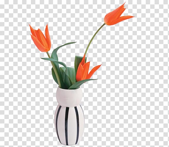 High-definition television Display resolution 1080p 4K resolution , Orange tulips as cut transparent background PNG clipart